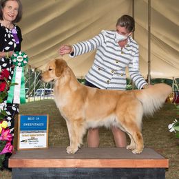 Wren - Golden Retriever