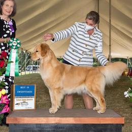 Wren - Golden Retriever