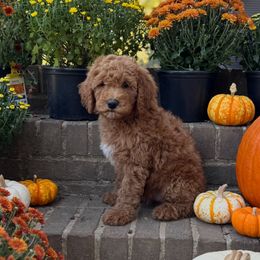 Autumn - Red  female Goldendoodle puppy in Milan, Tennessee from Twin Oak Goldendoodles