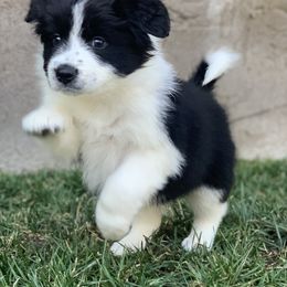 Border Collie puppies from Sierra Peak