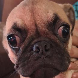 Boy 6 - Fawn male Pug puppy in Gadsden, Alabama from Gadsden Pugs