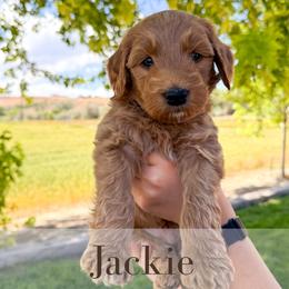 Jackie - Red  male Goldendoodle puppy in Melba, Idaho from KZ Doodles