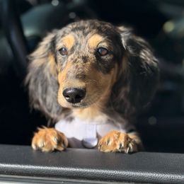 Milo - Dachshund