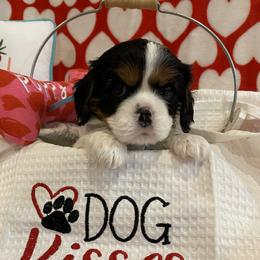 Tri Color Male - Blue Collar - Tri-color male Cavalier King Charles Spaniel puppy in Spokane, Washington from Rolling Meadows Cavaliers