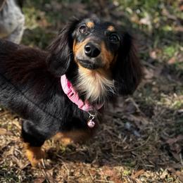 Malibu - Dachshund