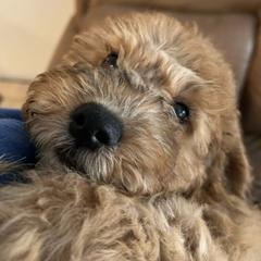 Soft Coated Wheaten Terriers and Whoodles from Miniature Whoodles & Wheaten terriers Utah