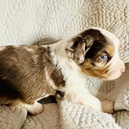 Sundance - Red merle male Miniature Australian Shepherd puppy in Port Saint Lucie, Florida from Charlene Brannon's Mini Australian Shepherds