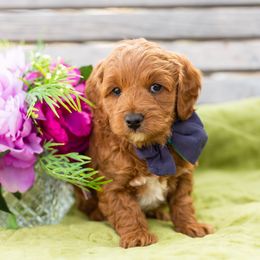 Boy 2 - Red  Goldendoodle puppy in Riverton, Utah from Utah Doodlebug
