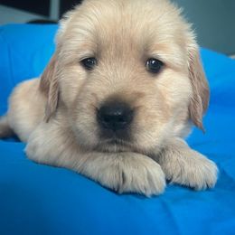 Golden Retriever Puppies from Chevaline Goldens