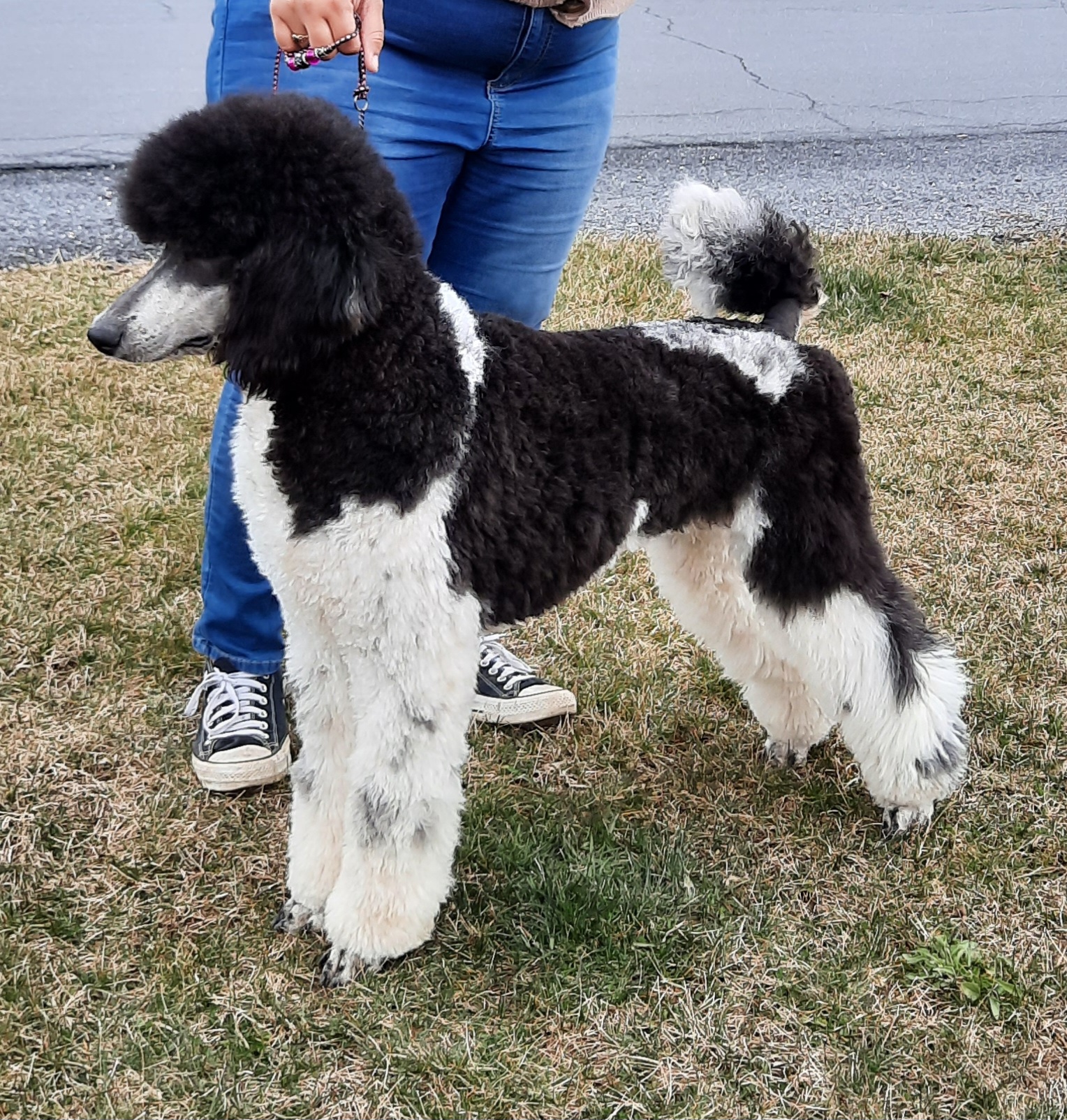 Willow - Poodle