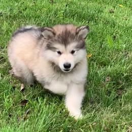 Tina - Gray and white female Alaskan Malamute puppy in Palmyra, Michigan from Illusion Kennel
