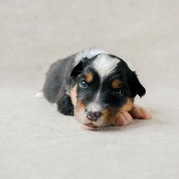 Lexington(Lexi) - Black tri-color female Australian Shepherd puppy in Aberdeen, North Carolina from Huckleberry Hill Aussies LLC.