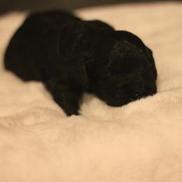 Oakley - Black and tan female Cockapoo puppy in Philomath, Oregon from Gold Heart Pups
