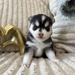 Celeste - Black and white female Pomsky puppy in Valparaiso, Indiana from Valparaiso Pomskys