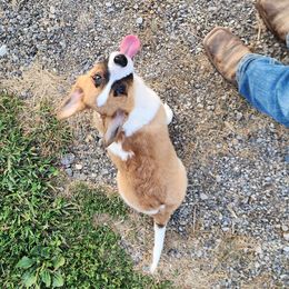 Crunch - Red male Pembroke Welsh Corgi puppy in Pine Village, Indiana from NL Horsemanship