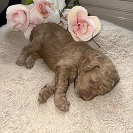 Buff Beauty (Purple Girl) - Cafe au lait female Poodle puppy in Winterville, Georgia from Villa Rosa Poodles