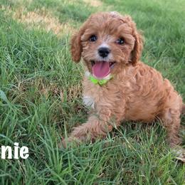 Lennie - Red male Cavapoo puppy in Calumet, Oklahoma from H&H Cavapoos