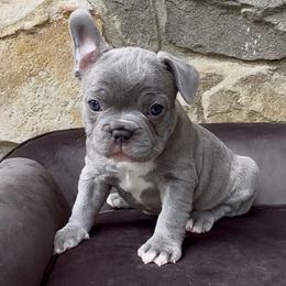 Vance - Blue male French Bulldog puppy in Pine Township, Pennsylvania from BlueCairo Frenchies