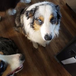 Australian Shepherd All Grown Up from Spunky Farms Aussies