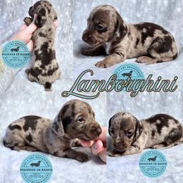 LAMBORGHINI - Dapple male Dachshund puppy in Columbia, Louisiana from Diamond 5R Ranch AKC & CKC Miniature Dachshunds