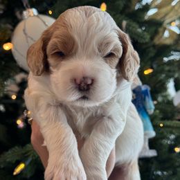 Boy 1 - Red and white male Cockapoo puppy in Granger, Iowa from M&M Cockapoos of Iowa
