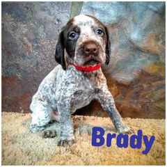 German Wirehaired Pointer Puppies from Grimmet German Wirehaired Pointers