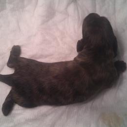 DBs Berthold Goldschmidt - Cream female Dachshund puppy in Summerfield, Florida from D & B Ranchette