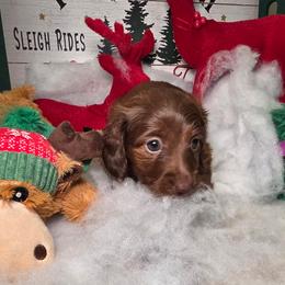 Ms. Comet price 2,250 - Chocolate female Dachshund puppy in Bristol, Tennessee from It's Mini Wieners Baby