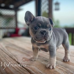 French Bulldog Puppies from MJ Frenchies