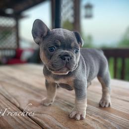 French Bulldog Puppies from MJ Frenchies