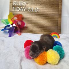 Ruby - Brown female Finnish Lapphund puppy in Mount Clemens, Michigan from Tulikettu Kennel