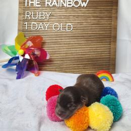Ruby - Brown female Finnish Lapphund puppy in Mount Clemens, Michigan from Tulikettu Kennel
