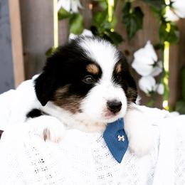 Australian Shepherd Puppies from Boise Aussie Paws