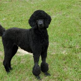 Poodle Puppies from Deborah Busch Poodles