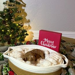 Bean - Red  male Goldendoodle puppy in Mesa, Arizona from AZ River Doodles