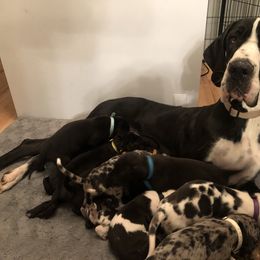 Great Dane and Miniature Schnauzer Puppies from River Valley Great Danes