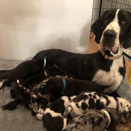 Great Dane and Miniature Schnauzer Puppies from River Valley Great Danes