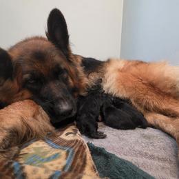 Abigail - Black and red female German Shepherd puppy in Columbus, Indiana from Stony Lonesome GSD