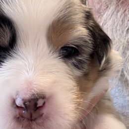 Girl 5 - Australian Shepherd puppy from Ralph's Australian Shepherds