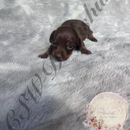 Bingo - Chocolate and tan male Dachshund puppy in Lufkin, Texas from CSW Dachshunds