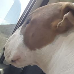 Bull Terriers from Rock Bottom Bull Terriers
