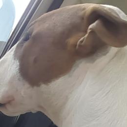 Bull Terriers from Rock Bottom Bull Terriers