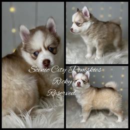 Ricky - Red and white male Pomsky puppy in Rossville, Georgia from Scenic City Pomskies