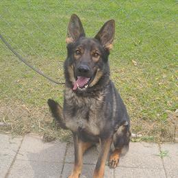 Mylo - German Shepherd