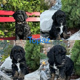 Assorted Doodle Crosses and Aussiedoodle Puppies from Parrish Precious Ones Missouri