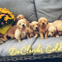 Golden Retriever Puppies from DeClercks Goldens