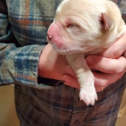Pick number 1 - Golden male Golden Retriever puppy in Sandy, Utah from Golden Meadows of Utah