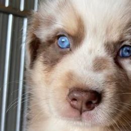 Australian Shepherds from Owl Hollow Farm