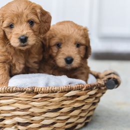 Aussiedoodles and Goldendoodles from Sunny Field Doodles