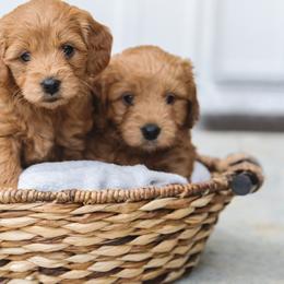 Aussiedoodles and Goldendoodles from Sunny Field Doodles